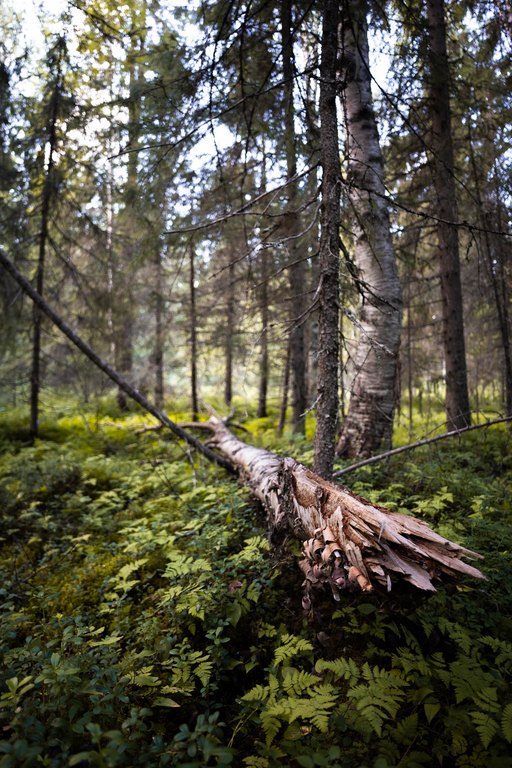 Kaikki ei arvosta lähiluontoa