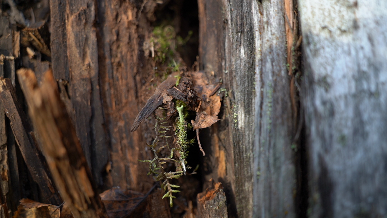 Kahvia ja keloja – Kaasu lopussa ja ennätys harjus