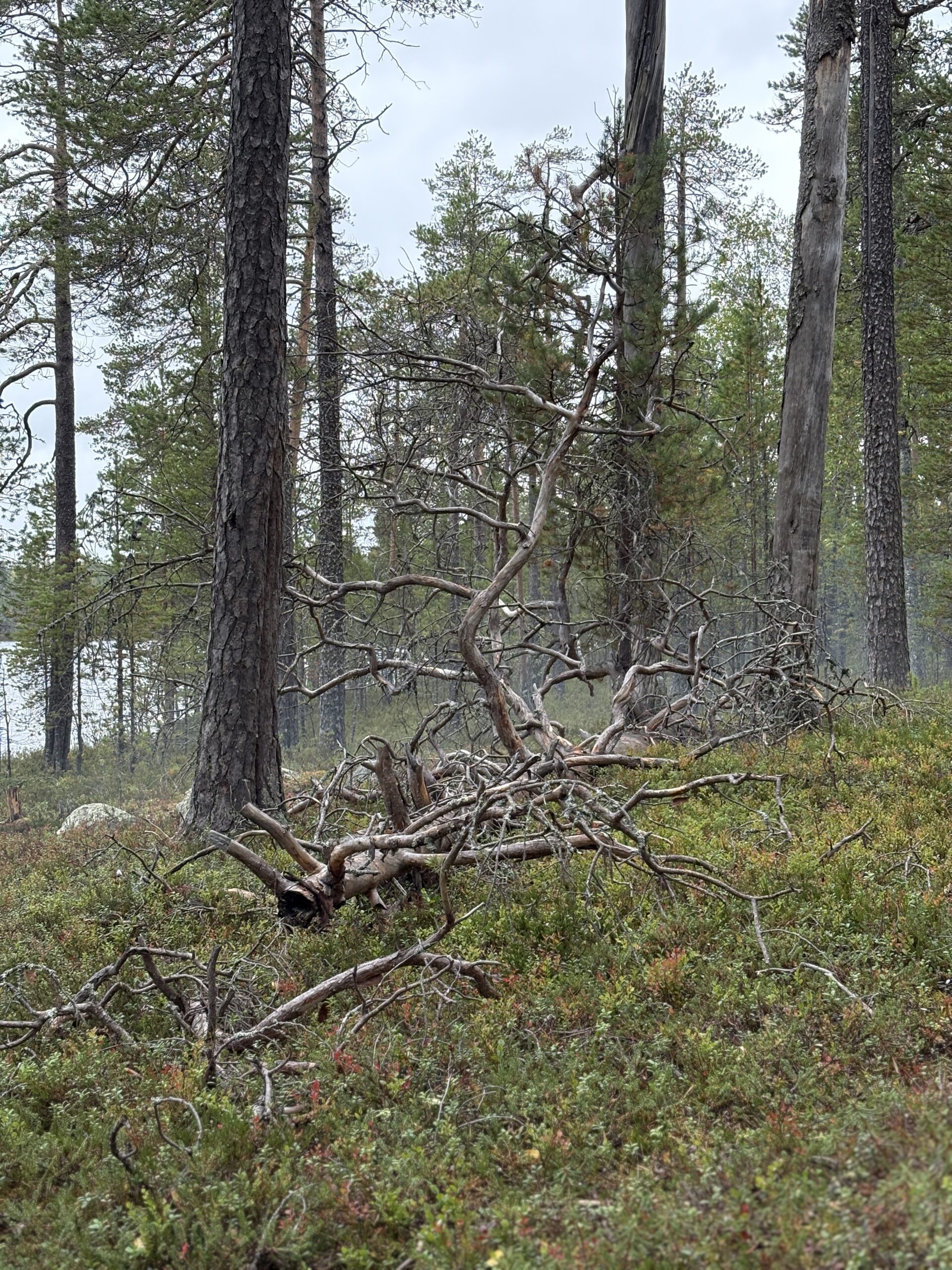 Pieni kalaretki kirkkaalle metsäjärvelle